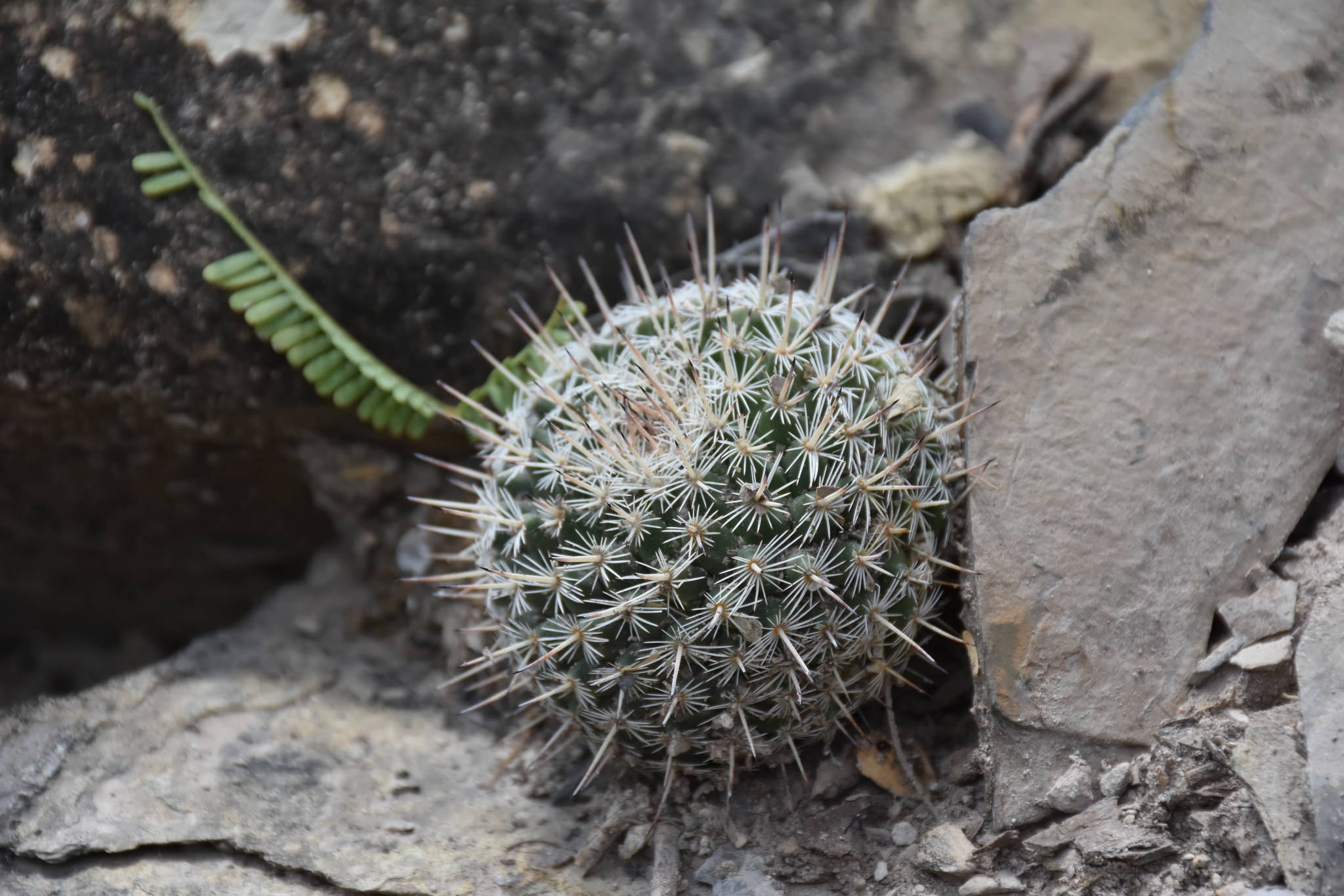 Mammillaria geminispina